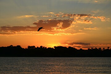 Fototapeta premium ザンベジ川の夕焼けと飛んでいる鳥