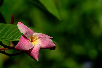 Work perspective photograph of flowers on green leafy background