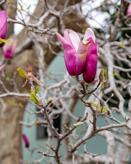 Fototapeta premium Flor