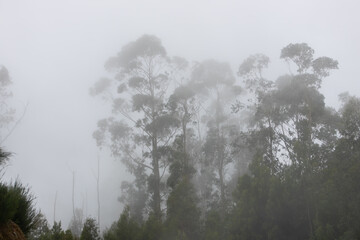 Tall trees caught in morning fog in Madeira island mountains, Portugal.