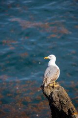 Close up view of Fulmer bird in the lake