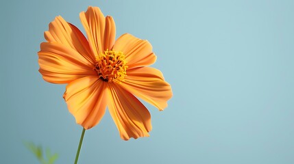 A cheerful orange cosmos flower isolated on a pale blue background.