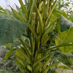 Close-up of vibrant aloe vera plant with lush green leaves and natural texture
