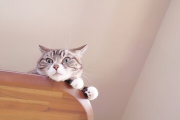 上から見下ろすイカ耳のトラ猫