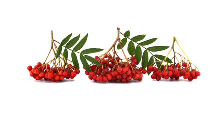 Vibrant red rowan berries isolated on white background with green leaves