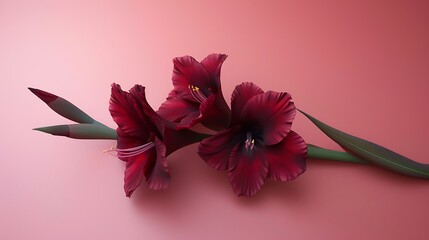 A deep burgundy gladiolus flower isolated on a pastel pink background.