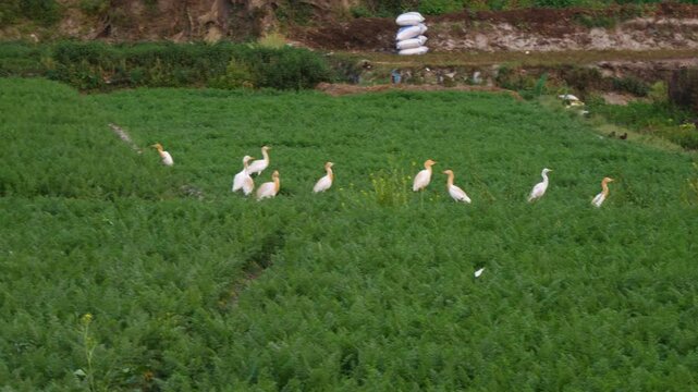 Cattle Egret birds and other types of Egret birds landing on a Green Carrot field.