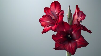 A deep burgundy gladiolus flower isolated on a light gray background.