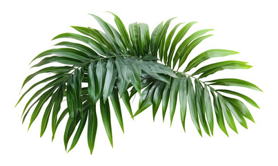 Fototapeta premium Green palm leaves on isolated transparent background. Tropical plant concept