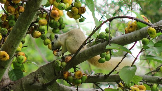 white squirrel eating fruit in forest, Fig ripen in nature