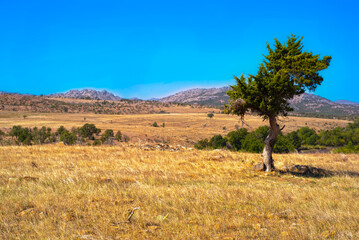 tree in the high prairie 