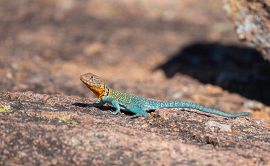 Eastern Collared Lizard in the Wichita Mountains 