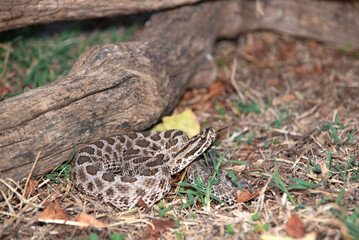 Prairie Massasauga (Sistrutus tergeminus tergemimus)
