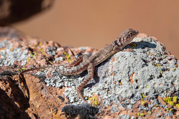 Eastern Collared Lizard in the Wichita Mountains 