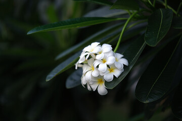 Obraz premium White Frangipani, flower plumeria or frangipani on natural background.