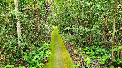 Narrow street in a tropical forest at Tay Ninh, Vietnam in summer day. © Nature-Andy