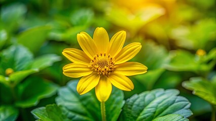Obraz premium A Bright Yellow Wildflower Blooms Amidst Lush Green Foliage, Bathed in the Soft Glow of Sunlight