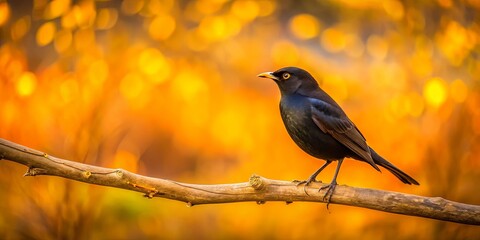 Fototapeta premium A solitary blackbird perched on a branch with a golden bokeh background, a moment of quiet observation in the midst of vibrant fall foliage.