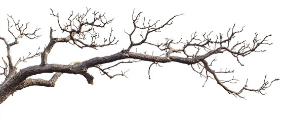 Obraz premium Natural Tree Branch on White Background