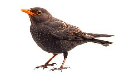 Close-Up of a Blackbird with Orange Beak and Dark Feathers Against Light on transparent background