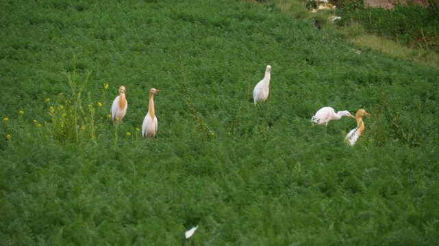 Cattle Egret birds and other types of Egret birds on a Green Carrot field.