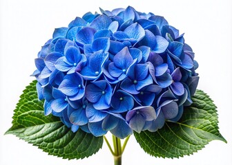Obraz premium Celestial Blue Hortensia Flower Closeup - Stunning Aerial Photography of Isolated Transparent PNG