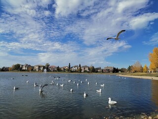 seagulls flying over the lake