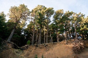 Eroding Forest Slope with Exposed Tree Roots - Natural Landscape Erosion