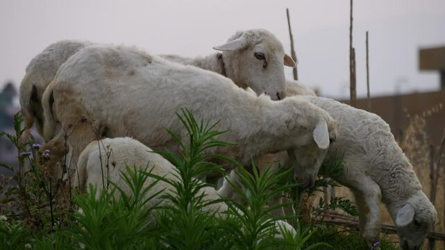 Close up of Sheeps grazing green grass.