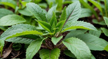 Common purslane plant leaves background