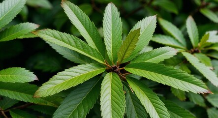 Hemlock plant leaves background