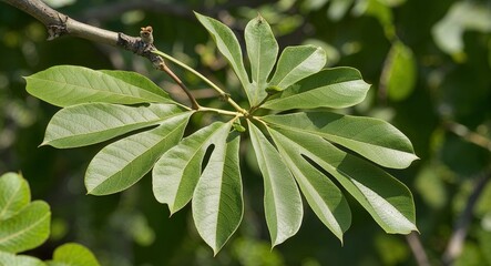 Quercus plant leaves background