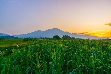 indonesia beauty landscape paddy fields in north bengkulu natural beautiful morning view from Indonesia of mountains and tropical forest