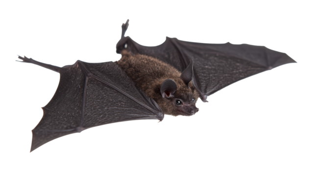 Decorative black bat isolated on white background for halloween designs
