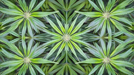 A symmetrical pattern of cannabis leaves creating an abstract design.