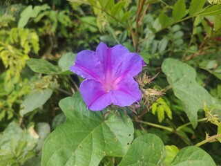 flower in the garden