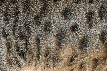 Tabby cat fur texture background. Pet hair backdrop.	