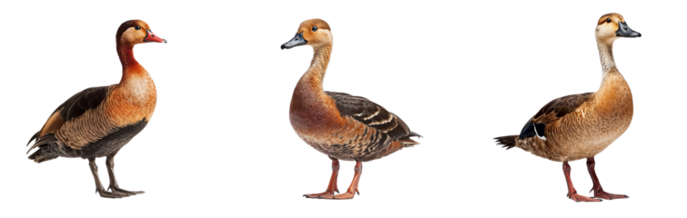 Three of Lester whistling ducks isolated on transparent background