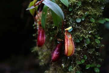 A close up of small Nepenthes in the wet forest tree. Selective focus