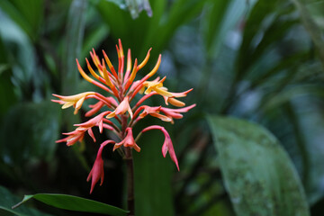 A close up of Burbidgea schizocheila or Dwarf Orange Ginger with a blurry green leaves. Selective focus