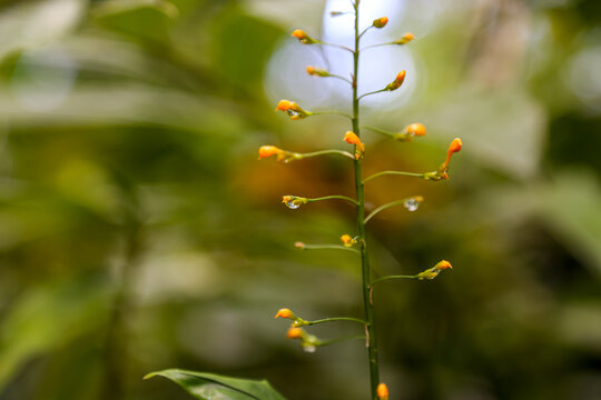 A close up of Globba francisci with a rain drop. Selective focus