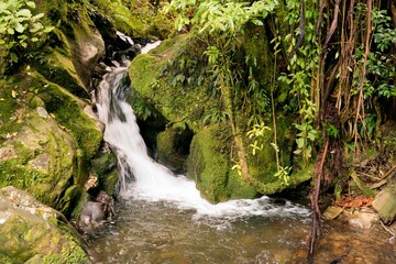 Small Waterfall in Mossy New Zealand Forest - Serene Nature Landscape