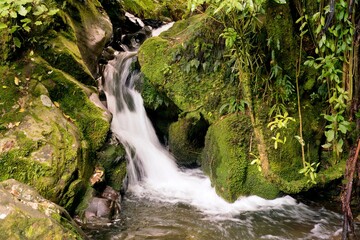 Small Waterfall in Mossy New Zealand Forest - Serene Nature Landscape
