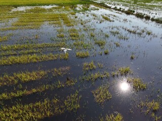 Flooded rice fields in the rain season of asia agriculture