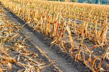 Mown stalks in a corn field after harvest