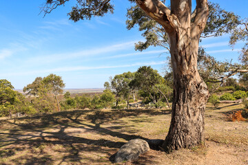 eucalyptus tree in australian rural landscape