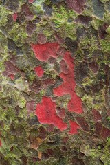Closeup of Matai Tree Bark (Prumnopitys taxifolia) - Natural Texture and Detail