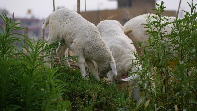 Lamb grazing green grass, baby sheep eating green grass.