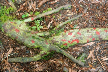 Matai Tree Roots (Prumnopitys taxifolia) on Forest Ground - Ancient New Zealand Woodland