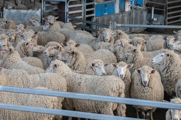 Flock of sheep in a farm pen, awaiting shearing, showcasing the wool industry and rural farm life...